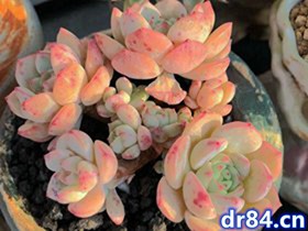 让多肉植物爆盆的好方式,这样做,使多肉越长越多,溢出盆外