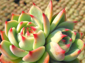 恍然大悟 原来多肉植物控水土是保持土壤干燥而不是保湿的